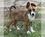 Small #1 Labrador Retriever Mix