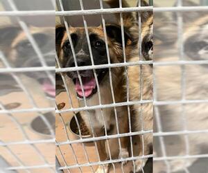 German Shepherd Dog-Unknown Mix Dogs for adoption in Texas City, TX, USA