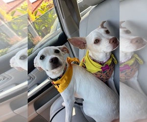 French Bullhuahua Dogs for adoption in MANHATTAN BEACH, CA, USA