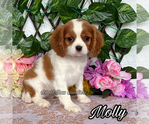 Cavalier King Charles Spaniel Puppy for sale in MIAMI, FL, USA