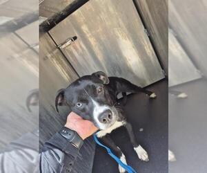 Labrador Retriever-Unknown Mix Dogs for adoption in San Antonio, TX, USA