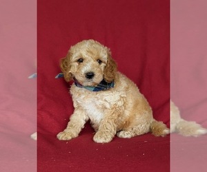 Goldendoodle (Miniature) Puppy for sale in KIRKWOOD, PA, USA