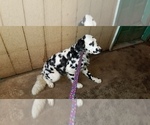Small Photo #4 Dalmatian Puppy For Sale in DUVALL, WA, USA