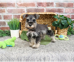 Small #5 Schnauzer (Miniature)