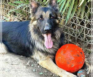 German Shepherd Dog Dogs for adoption in Sacramento, CA, USA