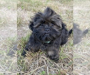 Shih Tzu Puppy for sale in LEXINGTON, NC, USA