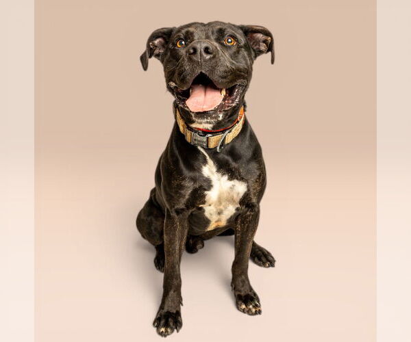 Medium Photo #1 Mutt Puppy For Sale in Rowlett, TX, USA