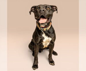 Mutt Dogs for adoption in Rowlett, TX, USA