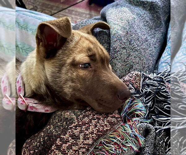 Medium Photo #13 Mutt Puppy For Sale in San Juan Capistrano, CA, USA