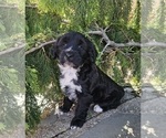 Small Photo #12 Tibetan Terrier Puppy For Sale in WATERLOO, NY, USA
