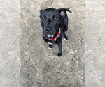 Small #21 Labrador Retriever