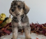 Small #8 Schnoodle (Miniature)