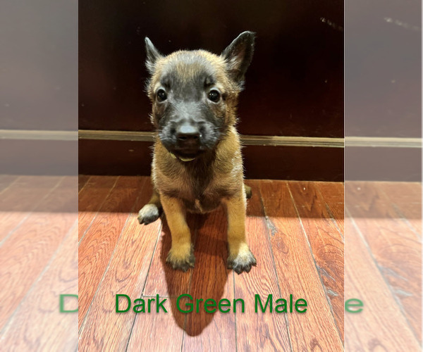 Medium Photo #9 Belgian Malinois Puppy For Sale in HOUSTON, TX, USA