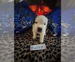 Puppy Buffy Saint Bernard