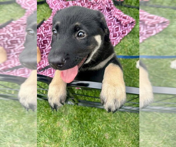 Medium Photo #2 German Shepherd Dog-Unknown Mix Puppy For Sale in Germantown, OH, USA