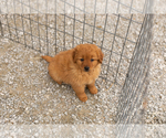 Small Photo #6 Goldendoodle (Miniature) Puppy For Sale in TOPEKA, IN, USA
