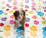Leo - Male Cockapoo (Toy)-Poodle (Toy) Mix Puppy for Sale - Photo #5