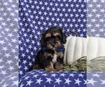 Small Photo #4 Poovanese Puppy For Sale in PEACH BOTTOM, PA, USA