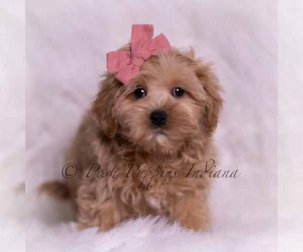 Medium Photo #100 Maltipoo (Miniature) Puppy For Sale in WARSAW, IN, USA