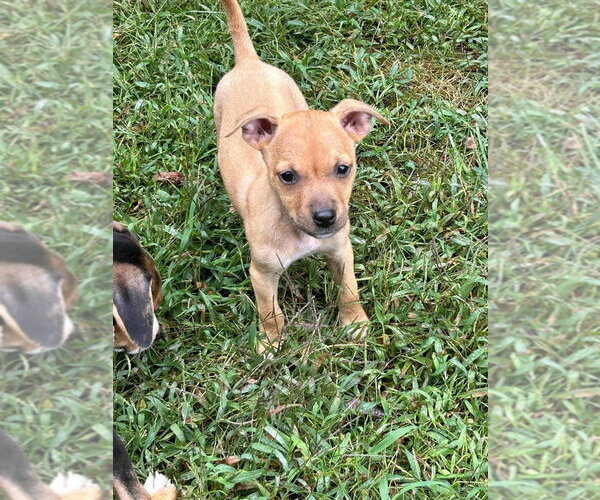 Medium Photo #1 Mutt Puppy For Sale in garner, NC, USA