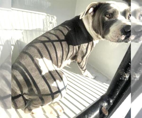 Medium Photo #1 Mutt Puppy For Sale in Houston, TX, USA