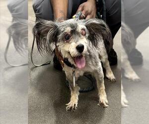 Papillon-Unknown Mix Dogs for adoption in Forestville, MD, USA