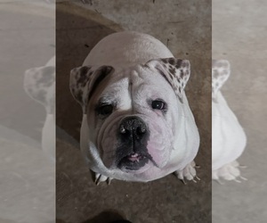 Bulldog Puppy for Sale in PEACHTREE CITY, Georgia USA