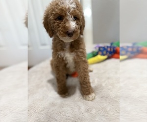 Medium Goldendoodle-Poodle (Standard) Mix