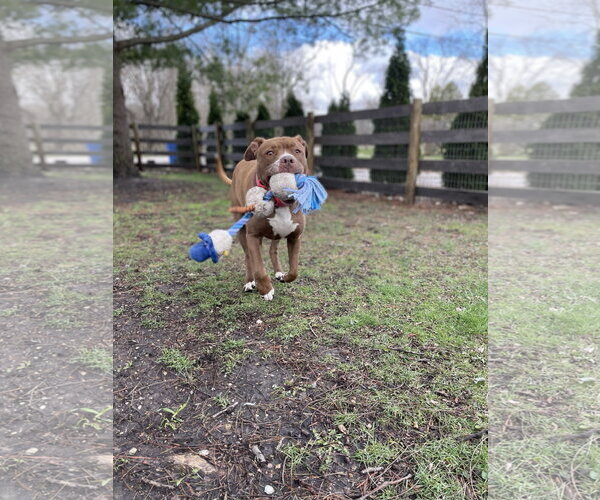 Medium Photo #18 American Pit Bull Terrier-American Staffordshire Terrier Mix Puppy For Sale in Techny, IL, USA
