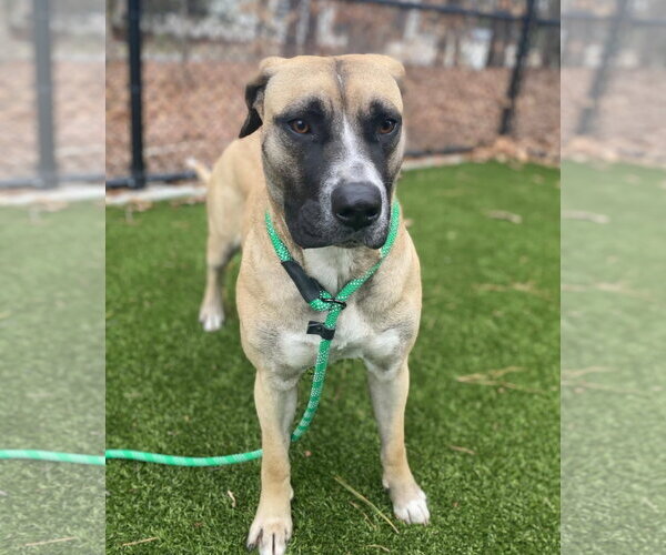 Medium Photo #8 Mastiff-Unknown Mix Puppy For Sale in Holly Springs, NC, USA