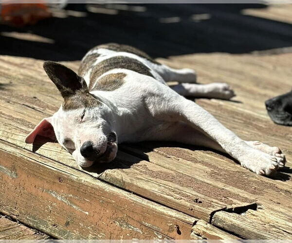 Medium Photo #28 American Pit Bull Terrier-Unknown Mix Puppy For Sale in Germantown, OH, USA