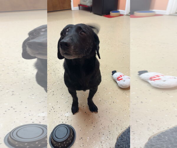 Medium Photo #2 Dachshund-Unknown Mix Puppy For Sale in York, SC, USA