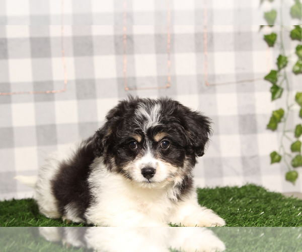 Medium Photo #1 Bichon-A-Ranian Puppy For Sale in MARIETTA, GA, USA