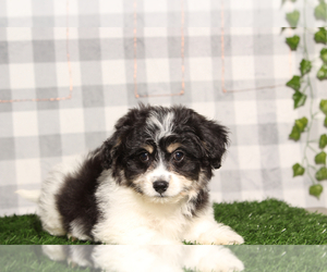 Bichon-A-Ranian Puppy for sale in MARIETTA, GA, USA