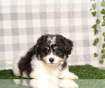 Image preview for Ad Listing. Nickname: Roger