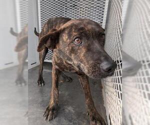 American Pit Bull Terrier-Unknown Mix Dogs for adoption in Bakersfield, CA, USA
