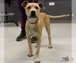 Wiggles - Female Labrador Retriever-Unknown Mix Dog for Adoption - Small photo