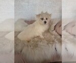 Small #2 Maltese