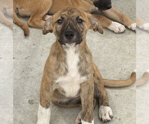 Leia - Female Holland Shepherd-Unknown Mix Dog for Adoption - Photo #3