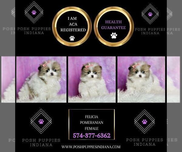 Medium Photo #2 Pomeranian Puppy For Sale in WARSAW, IN, USA