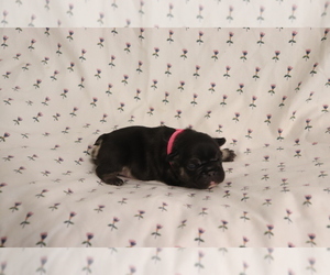 Medium French Bulldog