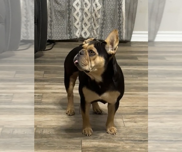 Medium Photo #1 French Bulldog Puppy For Sale in TEMPLE, TX, USA