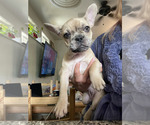 Puppy Barbie French Bulldog