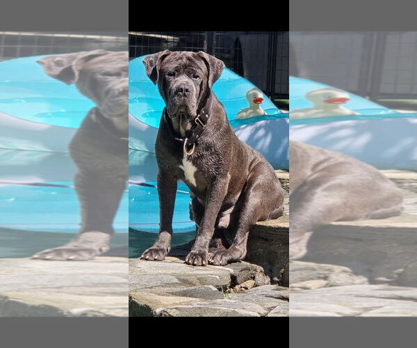 Medium Photo #4 Mastiff Puppy For Sale in Woodland Hills, CA, USA