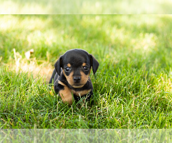 Medium Photo #2 Dachshund Puppy For Sale in NAPPANEE, IN, USA