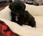 Small Photo #11 Shih Tzu Puppy For Sale in EDMOND, OK, USA