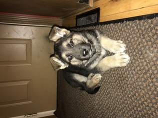 German Shepherd Dog Puppy for sale in WARSAW, KY, USA