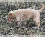 Small #7 Labradoodle