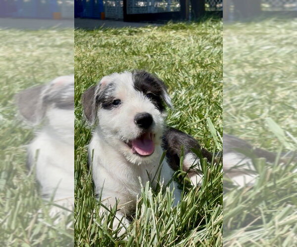 Medium Photo #7 Boxer-Unknown Mix Puppy For Sale in Mooresville, NC, USA