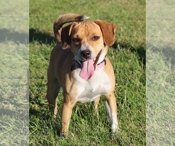 Medium Photo #3 Beagle-Unknown Mix Puppy For Sale in Green Forest, AR, USA